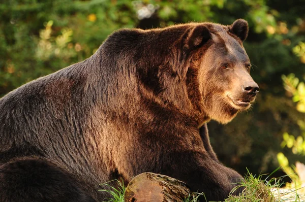 Grizzlybär — Stockfoto