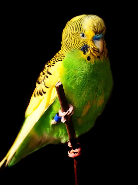 Uccello Budgie — Foto Stock