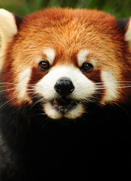 Roter Panda — Stockfoto