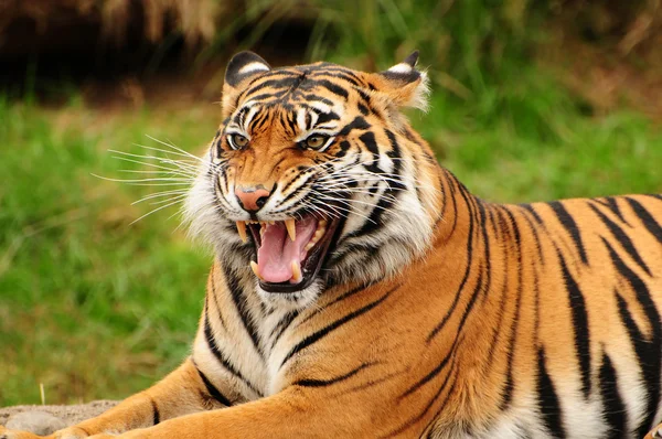 Ruggito di una tigre — Foto Stock