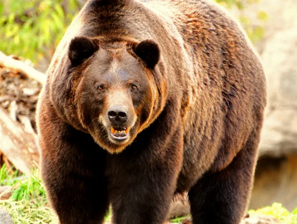 Яростный медведь Стоковая Картинка