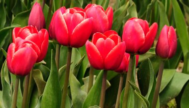Red Tulips clipart