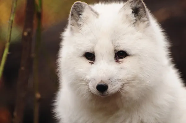 Arctic white fox Rechtenvrije Stockafbeeldingen