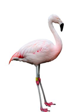 izole flamingo