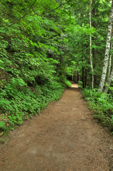 Ruta de senderismo forestal — Foto de Stock