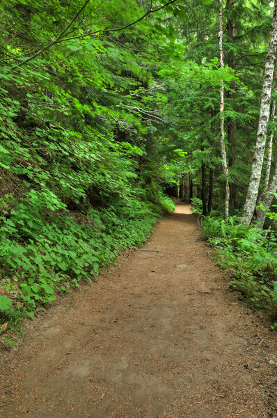 Forest hiking trail