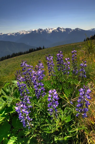Wilde bloemen bij orkaan ridge — Stockfoto
