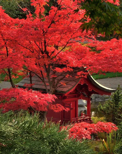 Jardim Japonês — Fotografia de Stock