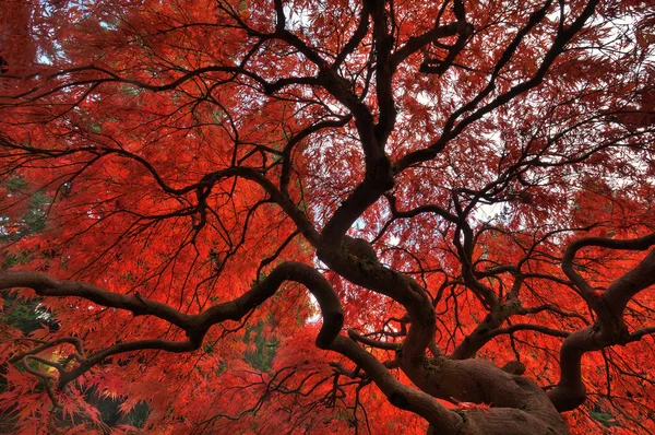 Japanese maple in autumn — Stock Photo, Image