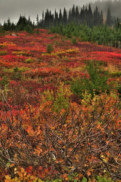 Żywe kolory jesieni — Zdjęcie stockowe