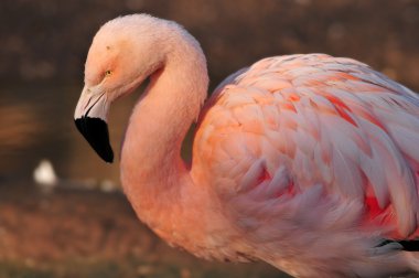 Flamingo portre