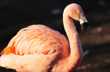 flamingo portresi