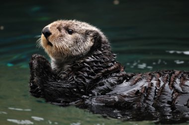 Arctic sea otter clipart
