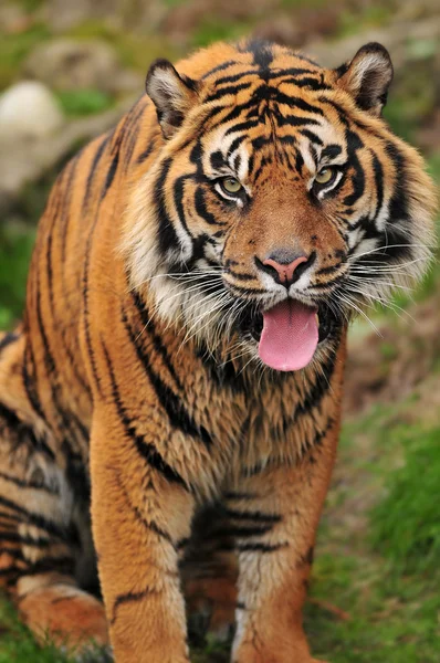 Tigre ofegante — Fotografia de Stock