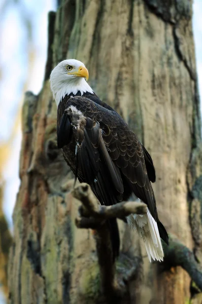 Amerykański portret orła łysego — Zdjęcie stockowe