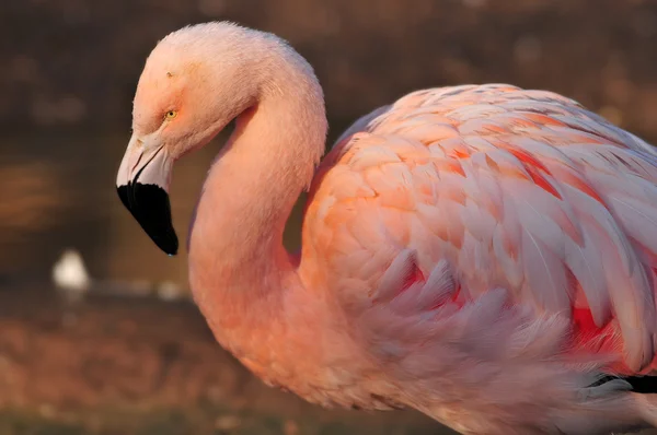 Flamingo Portrait — Stock Photo, Image