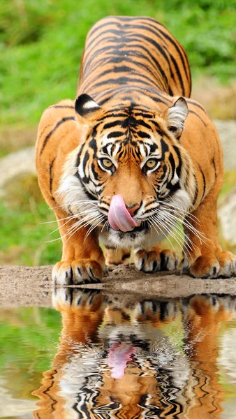 Tiger drinking water — Stock Photo, Image