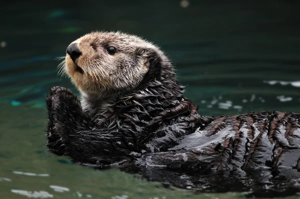 Arctic sea otter — Stock Photo, Image