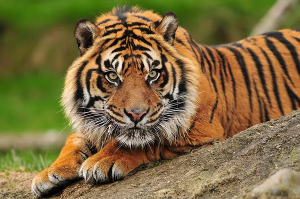 Großaufnahme Tiger — Stockfoto