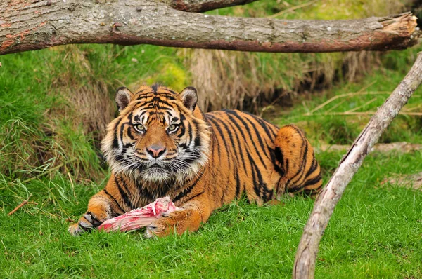 Тигр с убийцей — стоковое фото