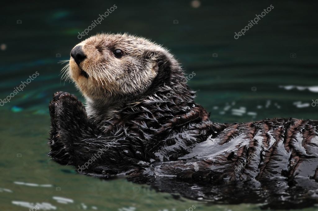 Arctic sea otter Stock Photo by ©neelsky 37758881