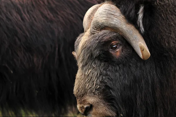 Musk ox closeup — Stock Photo, Image