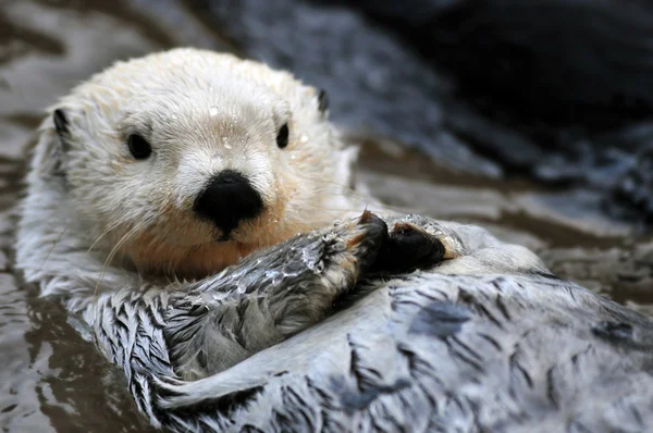 Nutria marina blanca — Foto de Stock