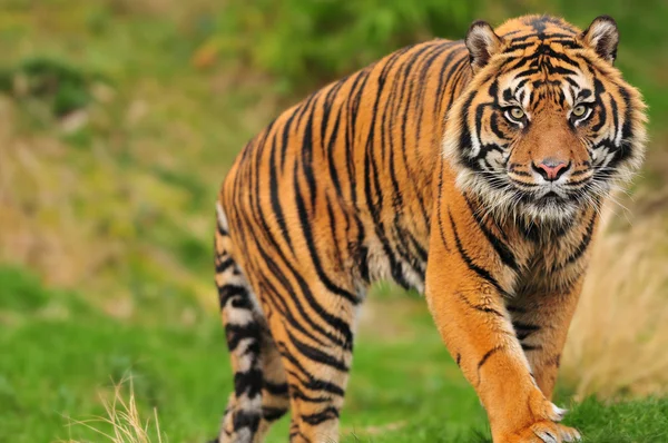 Sumatran tiger — Stock Photo, Image