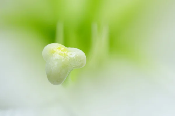 Coração de uma flor — Fotografia de Stock