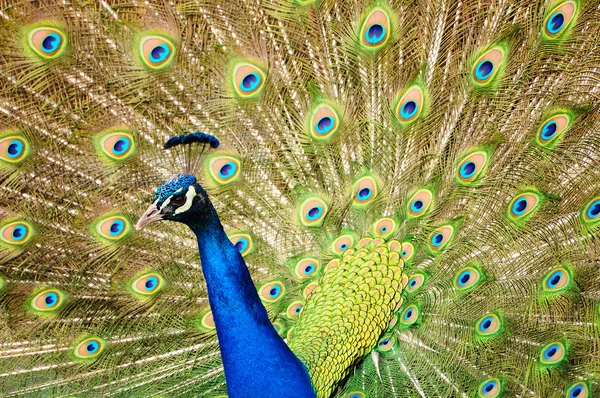 Dansul Peacock — Fotografie, imagine de stoc