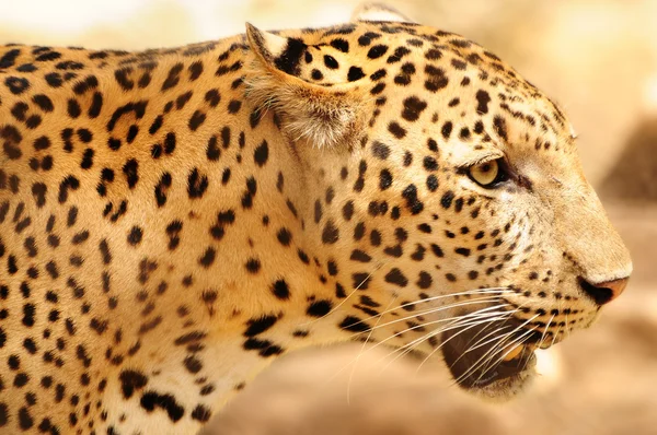 Leopard närbild — Stockfoto