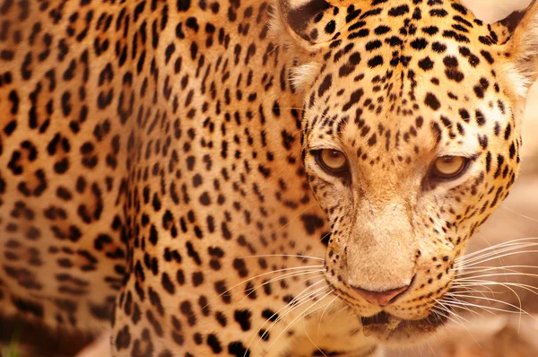 Retrato de leopardo —  Fotos de Stock