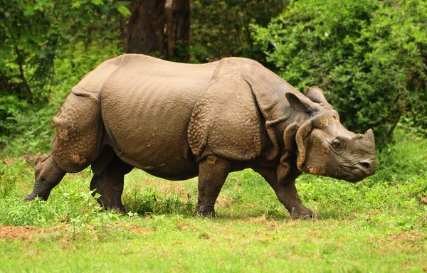 Indische neushoorn — Stockfoto