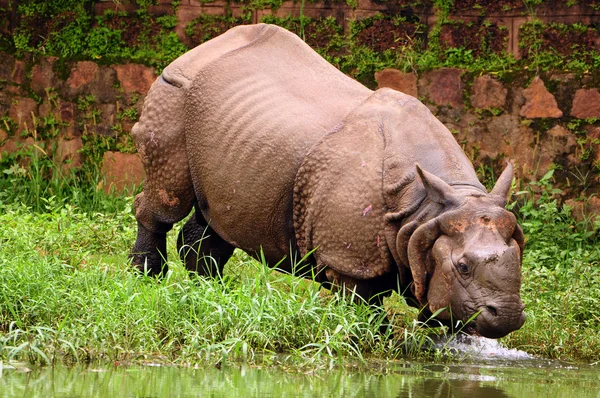 Rhino bathing in river — Stock Photo, Image