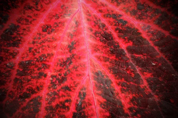 Makro daun merah terang — Stok Foto