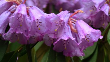 ormangülü çiçek grup