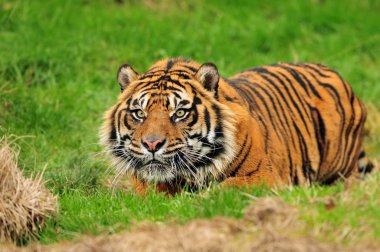 Sumatran tiger hunting clipart