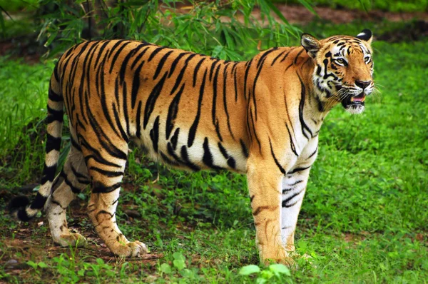 Poderoso tigre de bengala real — Foto de Stock