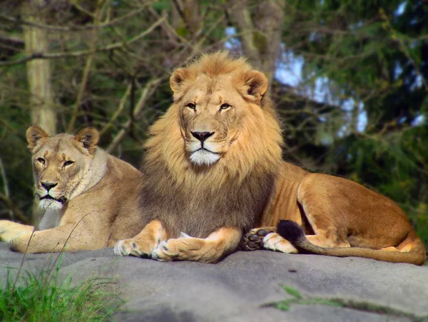 Lion pair — Stock Photo, Image