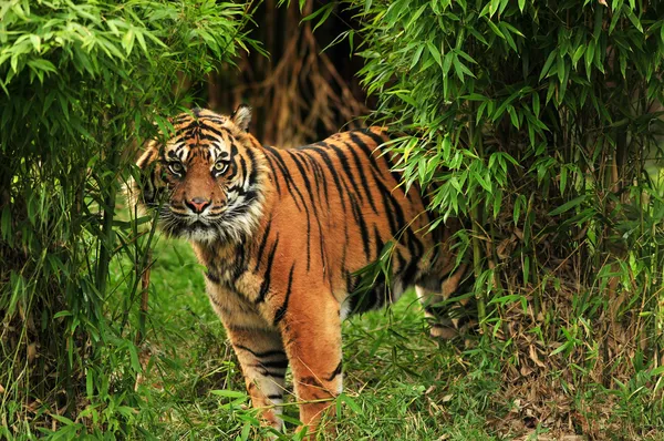 Tiger i skogen — Stockfoto