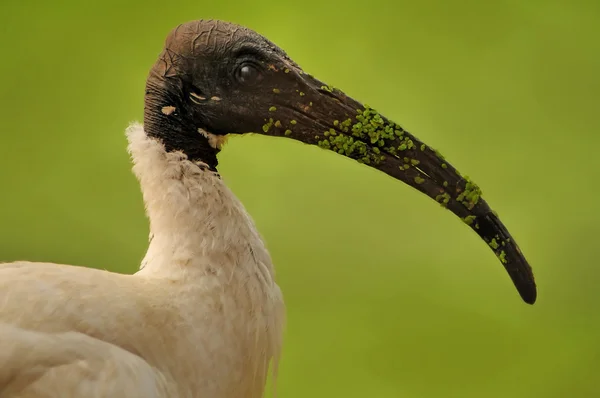 Ibis testa nera — Foto Stock