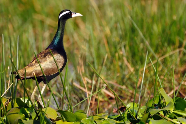 Bronzen gevleugelde jacana 's — Stockfoto