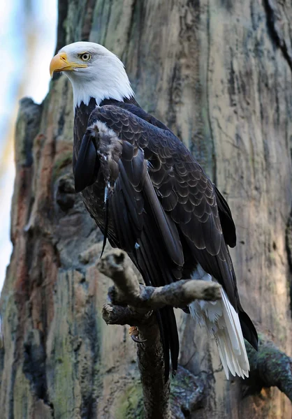 Majestueuze bald eagle — Stockfoto