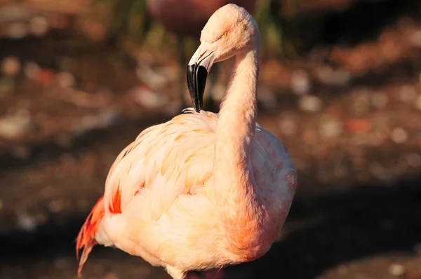 Greater Flamingo — Fotografie, imagine de stoc
