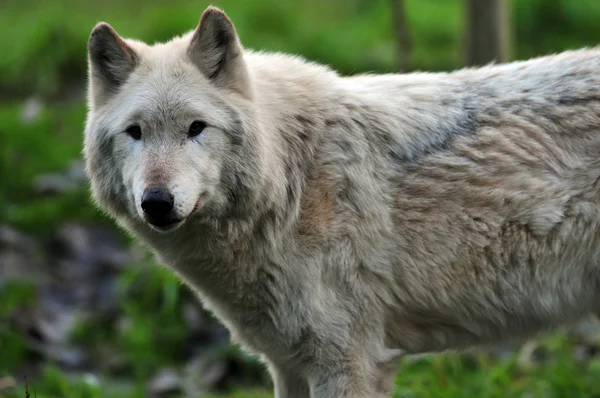 Grijze wolf portret — Stockfoto