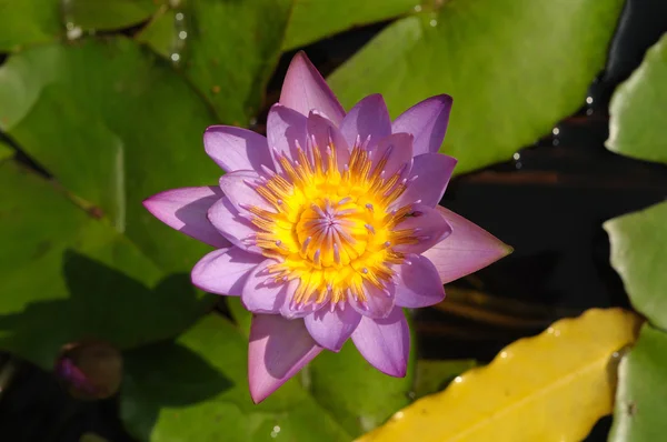 Oriental purple lotus — Stock Photo, Image