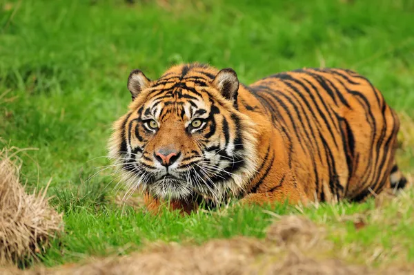 Sumatran tiger hunting — Stock Photo, Image