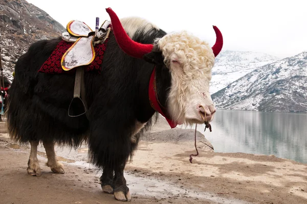 Himalayan Yak — Stockfoto