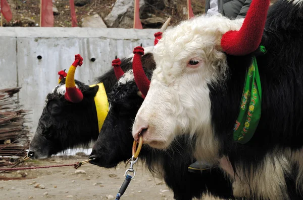 Yaks in a row — Stock Photo, Image