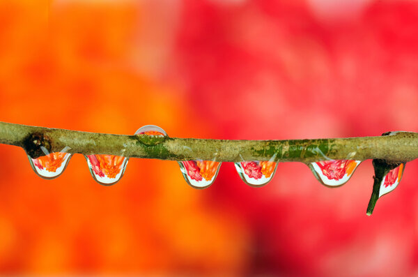 Dewdrop refraction